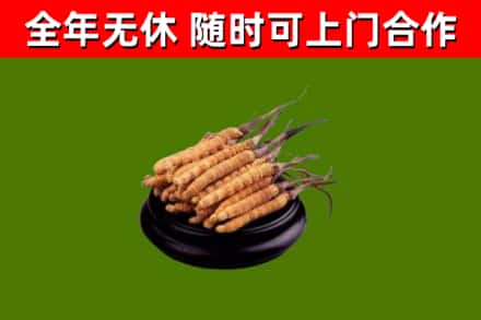 镇宁县烟酒回收冬虫夏草.jpg