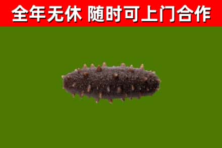 镇宁县回收海参干